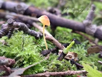 Oranje dwergmycena [Mycena acicula]